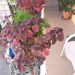 Milena * Korčula
