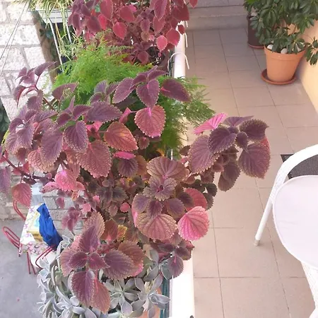 Milena * Korcula Town